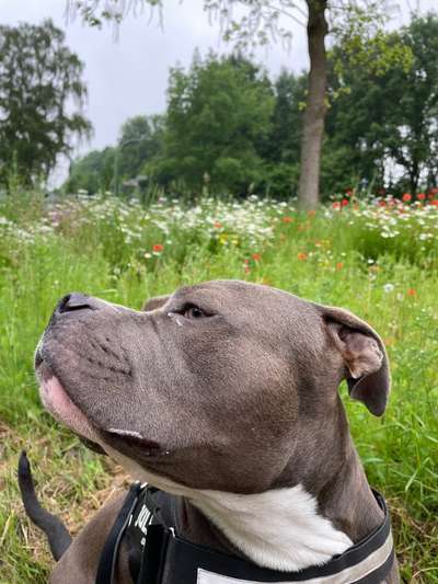 Die Dogorama Monats Challenge "Es grünt und blüht"-Beitrag-Bild