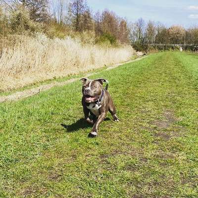 Kreuzbandriss TPLO-Beitrag-Bild