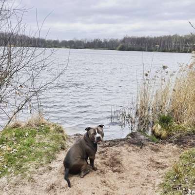 Dogorama-Monats-Challenge-Mai "Wasser"-Beitrag-Bild