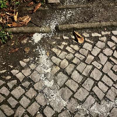 Giftköder-Unbekanntes weißes Pulver!!!-Bild