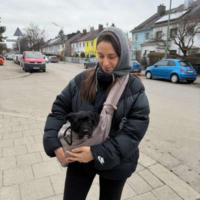 Hundetreffen-Erfahrener Hund + HalterIn für jungen Tierschutz Welpen-Bild