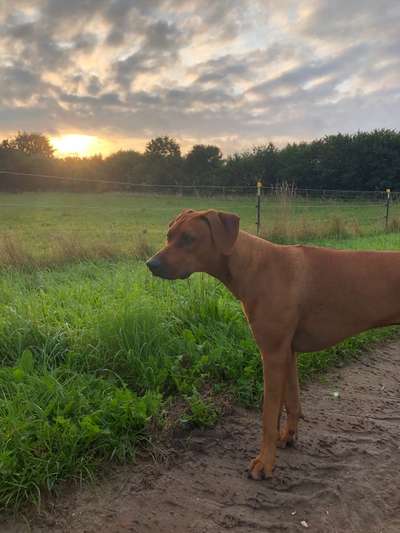 Rhodesian Ridgeback-Beitrag-Bild