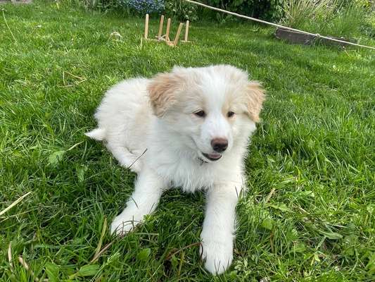 Samojede-Beitrag-Bild