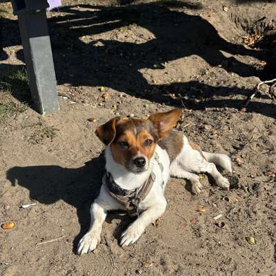 Hundetreffen-Spazier Buddy gesucht-Bild