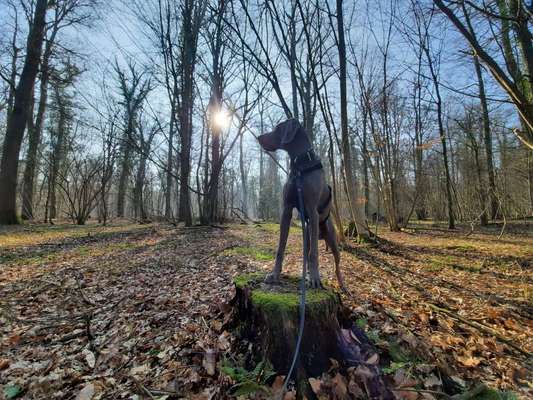 Hundeauslaufgebiet-Friedwald Uetzer Herrschaft-Bild