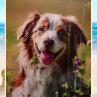 Suchmeldung-Samson-Bild