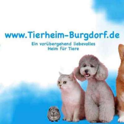 Tierheim Bild