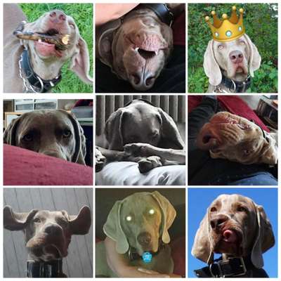 Fotocollage-Beitrag-Bild