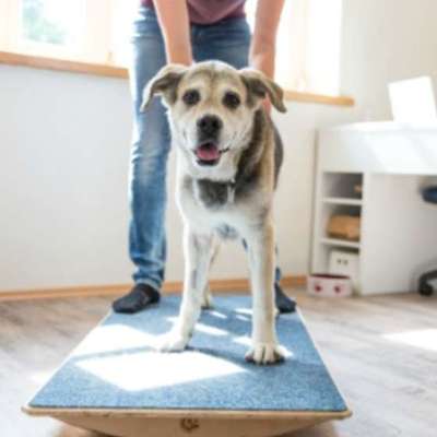 Medizinische Dienstleistungen-Hund läuft rund - Cora Hackel-Bild