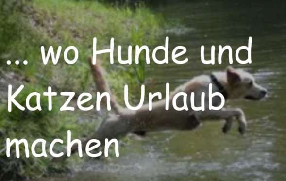 Hundepension Bild