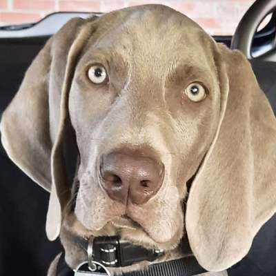 Weimaraner-Beitrag-Bild