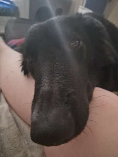 Alles rund um den Schäferhund, diskutieren erwünscht.-Beitrag-Bild