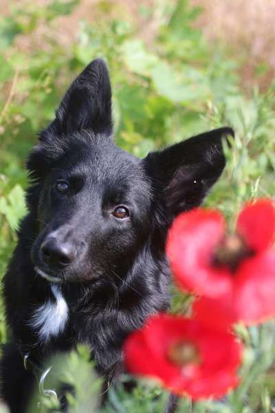 Alles rund um den Schäferhund, diskutieren erwünscht.-Beitrag-Bild