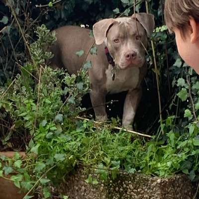 Hundetreffen-Lustiges Hundetreffen-Bild