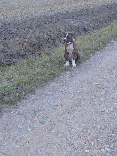 Welpen Bilder !-Beitrag-Bild