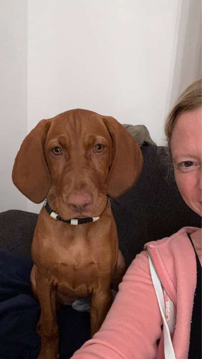 Magyar Vizsla UK-Beitrag-Bild