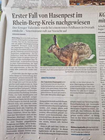 Giftköder-Hasenpest im Kreis Overath-Bild