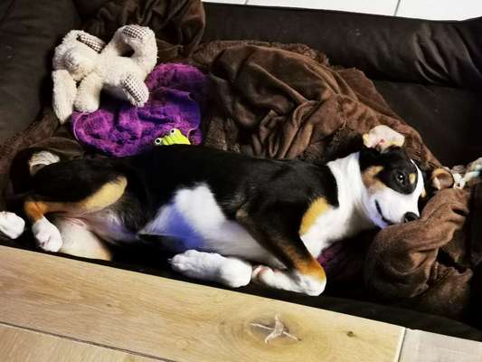 Welpen Bilder !-Beitrag-Bild