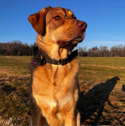 Hundetreffen-Spazieren in Ellingen