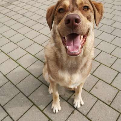 Hundetreffen-Balu sucht Freunde🥰-Bild