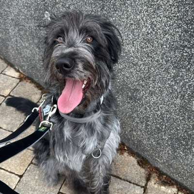 Hundetreffen-Social Walk-Bild