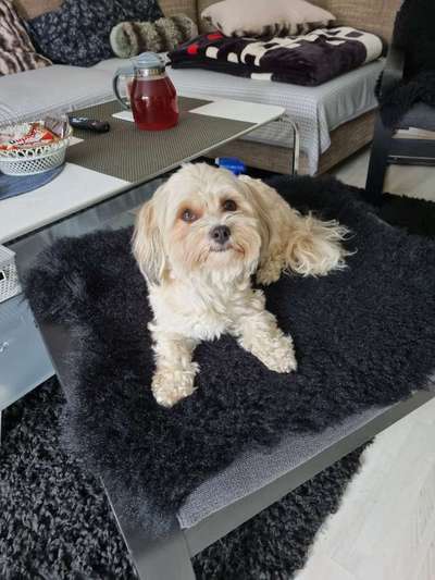 Havaneser-Beitrag-Bild