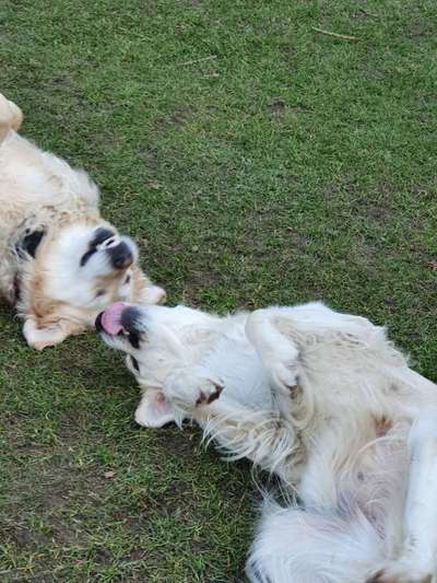 Lustigsten Grimassen von euren Hunden-Beitrag-Bild