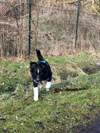 Hundetreffen-Aussie/Mini-Aussie-Treffen-Bild