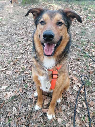 Auslandstierschutz-Beitrag-Bild