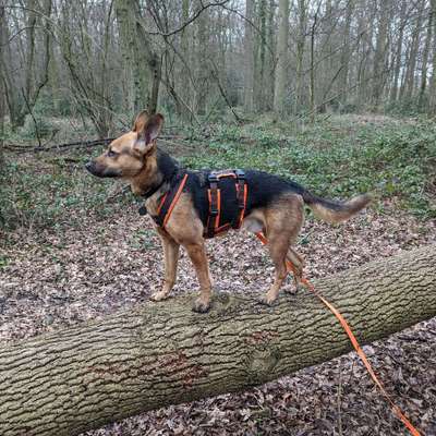 Hundetreffen-Hunderunden im Süd- oder Geistviertel (plus Ausflüge)-Bild