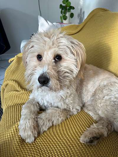 Portugiesischer Wasserhund-Beitrag-Bild