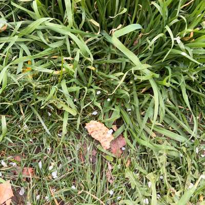 Giftköder-Möglicher Giftköder-Bild