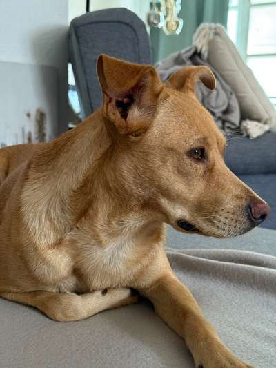 Hundetreffen-Unterstützung für Sensibilisierung gesucht-Bild