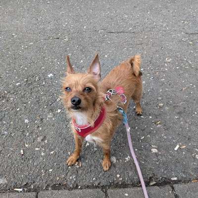 Hundetreffen-Ruhige runde-Bild