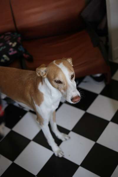 Podencomischling oder Podenco-Beitrag-Bild