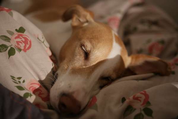 Podencomischling oder Podenco-Beitrag-Bild