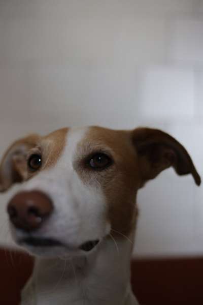 Podencomischling oder Podenco-Beitrag-Bild