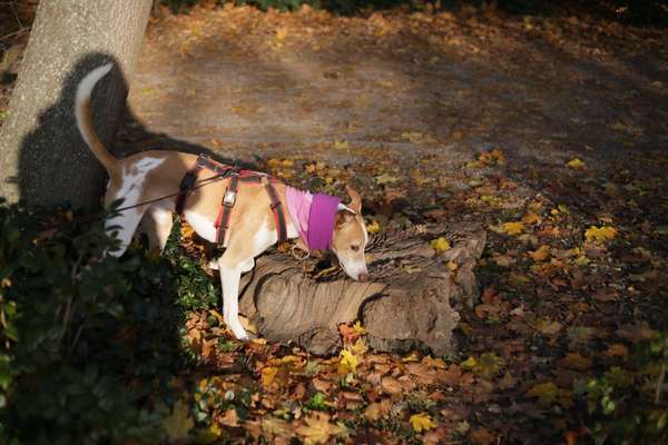 Podencomischling oder Podenco-Beitrag-Bild