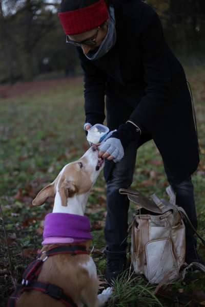 Podencomischling oder Podenco-Beitrag-Bild