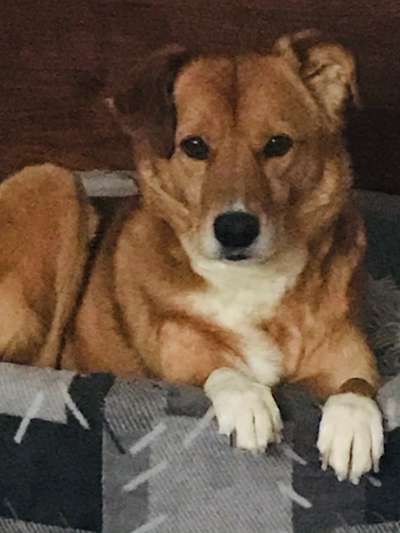 Mischlingshunde Foto Aufruf-Beitrag-Bild