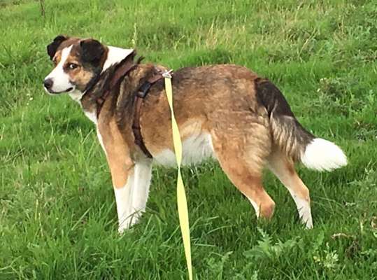 Regenbogenbrücke-Beitrag-Bild