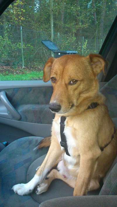 Die Dogorama Kalender Challenge 4/4-Beitrag-Bild