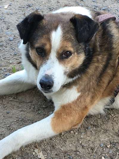 Regenbogenbrücke-Beitrag-Bild