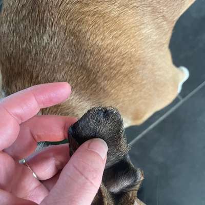 Ohrrandnekrose-Beitrag-Bild