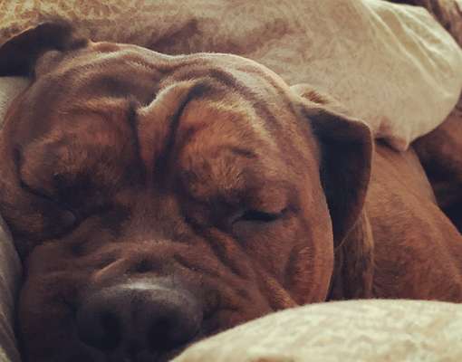 Darf der Hund bei Euch im Bett schlafen?-Beitrag-Bild
