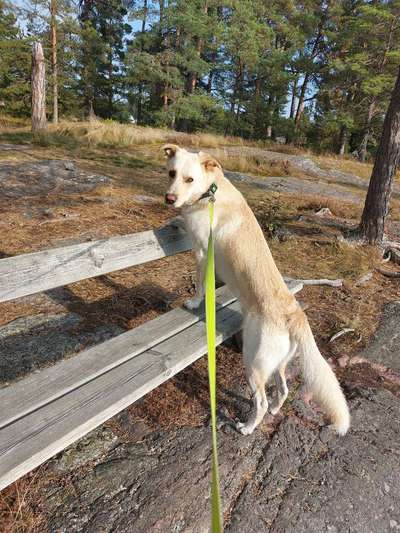 Hundetreffen-Stani sucht Freunde zum Spielen und Tollen-Bild