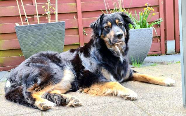 Mischlingshunde Foto Aufruf-Beitrag-Bild