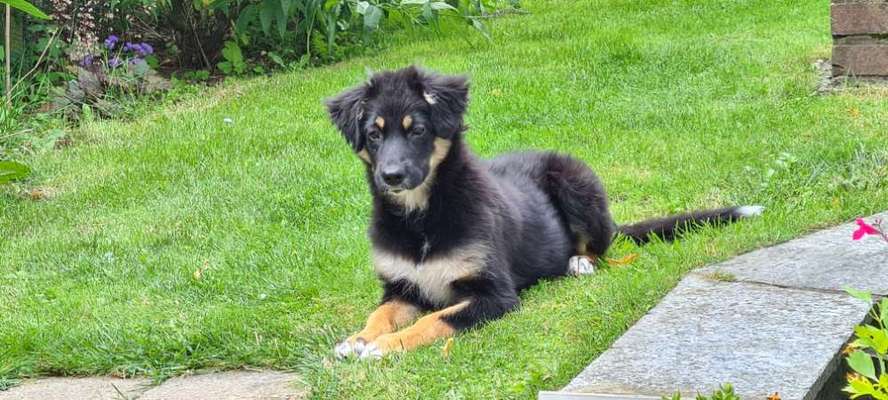 Welpen Bilder !-Beitrag-Bild