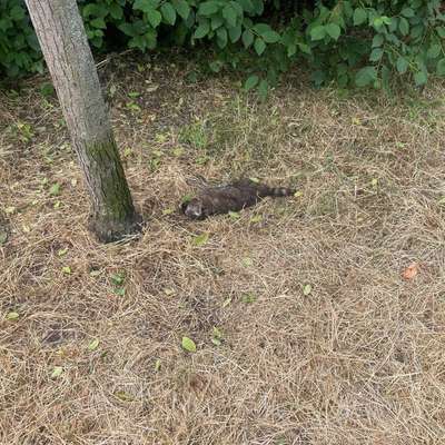 Giftköder-Toter Waschbär-Bild
