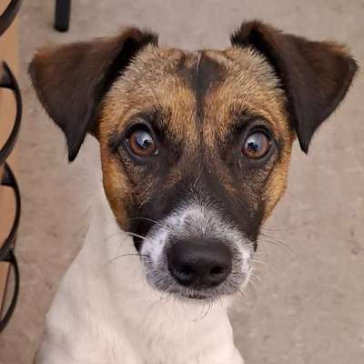 Hundetreffen-Hundekumpels gesucht-Bild